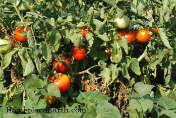 Disease Prevention for Tomatoes Image